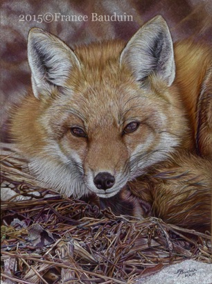 Canadian Fox - 54 hours
Brown Pastelmat
15" x 11.5"
Highly Commended UKCPS 2017
Honorary Mention AUSCPA 2016